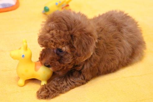 成約済の愛知県のトイプードル-117812の8枚目