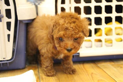 成約済の愛知県のトイプードル-117814の11枚目