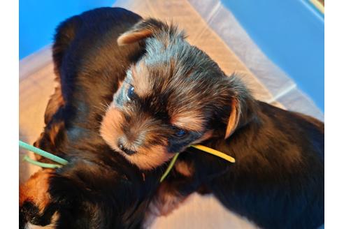 子犬
