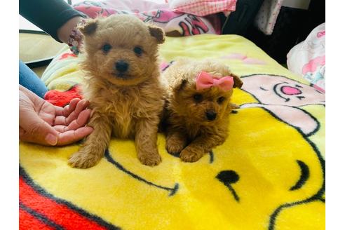 成約済の秋田県のポメプー:ポメラニアン×トイプードル-121361の1枚目