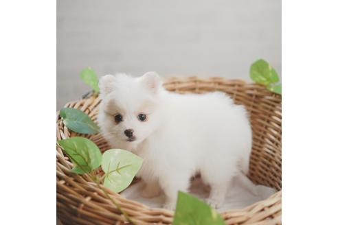 愛媛県でポメラニアンの子犬を探す ブリーダーナビ