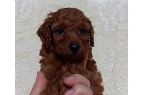 成約済の沖縄県のトイプードル-122605の1枚目