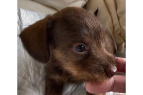 子犬