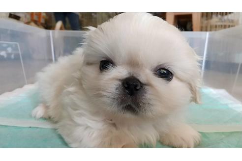 成約済の愛知県のペキニーズ-117923の5枚目