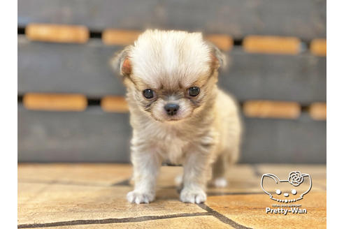成約済の愛知県のチワワ(ロングコート)-122615の7枚目
