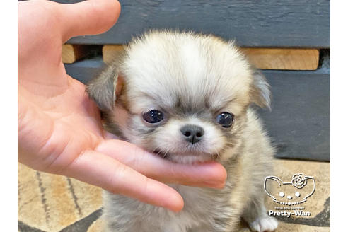 成約済の愛知県のチワワ(ロングコート)-122615の3枚目