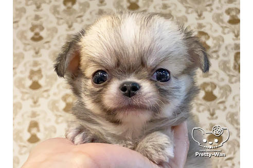 成約済の愛知県のチワワ(ロングコート)-122615の1枚目