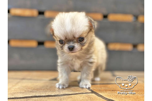 成約済の愛知県のチワワ(ロングコート)-122615の4枚目