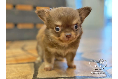 成約済の愛知県のチワワ(ロングコート)-122616の5枚目