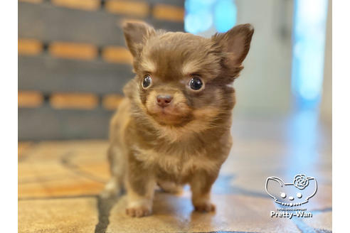 成約済の愛知県のチワワ(ロングコート)-122616の6枚目