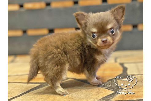 成約済の愛知県のチワワ(ロングコート)-122616の1枚目