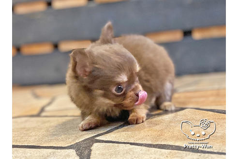 成約済の愛知県のチワワ(ロングコート)-122616の2枚目