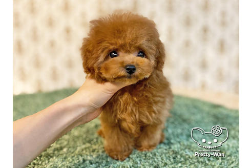 成約済の愛知県のタイニープードル-122618の5枚目