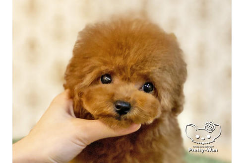 成約済の愛知県のタイニープードル-122618の1枚目