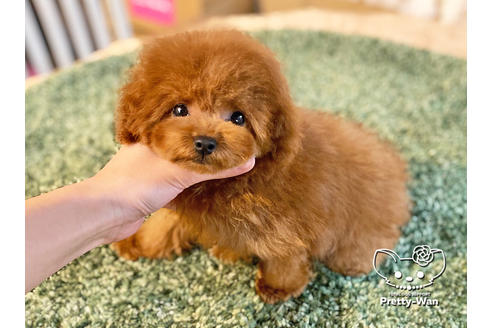 成約済の愛知県のタイニープードル-122618の3枚目