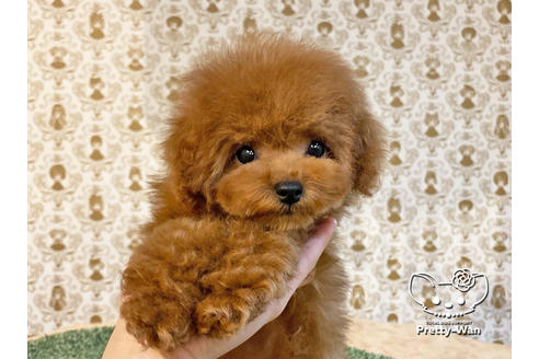 成約済の愛知県のタイニープードル-122618の4枚目