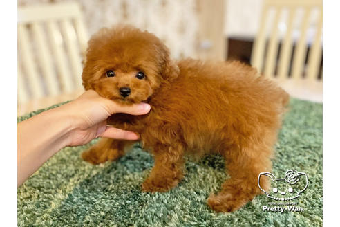 成約済の愛知県のタイニープードル-122618の2枚目