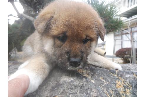成約済の岡山県の柴犬-121086の1枚目