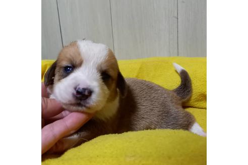 成約済の神奈川県のミックス犬-122645
