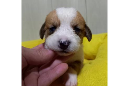 成約済の神奈川県のミックス犬-122645の5枚目