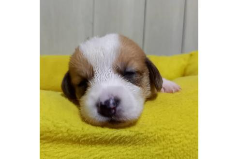 成約済の神奈川県のミックス犬-122645の4枚目