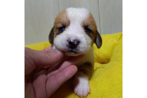 成約済の神奈川県のミックス犬-122645の3枚目