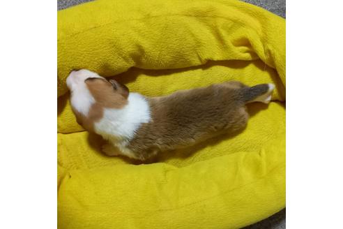 成約済の神奈川県のミックス犬-122645の2枚目