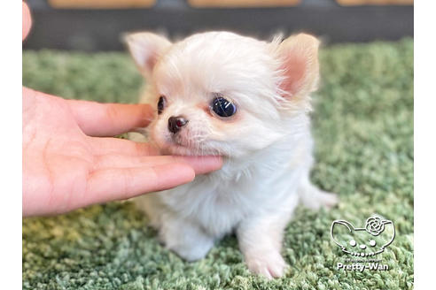 成約済の愛知県のチワワ(ロングコート)-122646の2枚目