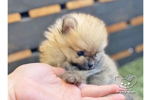 成約済の愛知県のポメラニアン-122647の6枚目