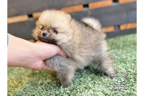 成約済の愛知県のポメラニアン-122647の5枚目