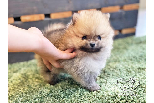成約済の愛知県のポメラニアン-122647の1枚目