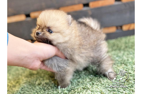 成約済の愛知県のポメラニアン-122647の2枚目