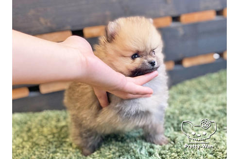 成約済の愛知県のポメラニアン-122647の3枚目
