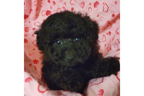 成約済の静岡県のタイニープードル-122172の2枚目