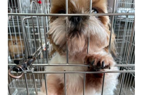 成約済の愛媛県のシーズー-118111の3枚目