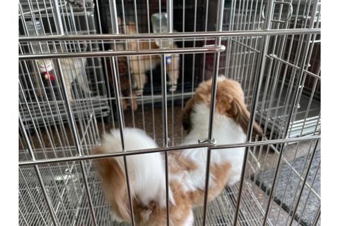 成約済の愛媛県のシーズー-118111の4枚目