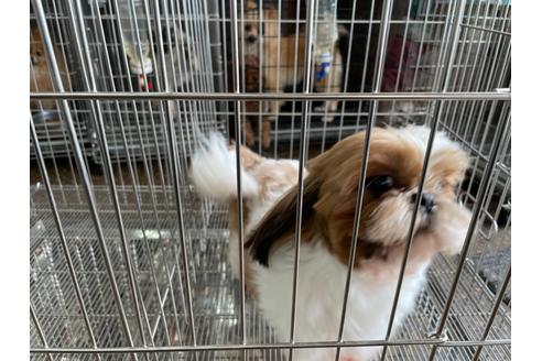 成約済の愛媛県のシーズー-118111の2枚目