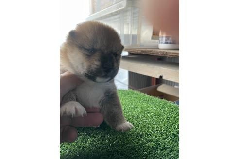 成約済の広島県の柴犬-121601の1枚目