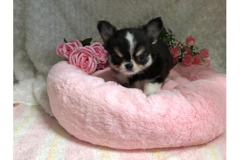 成約済の愛知県のチワワ(ロングコート)-119158の1枚目