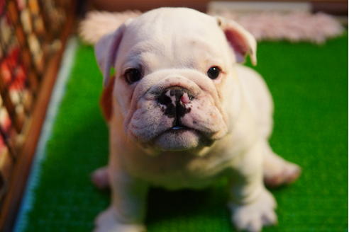 成約済の愛媛県のブルドッグ-122838の2枚目