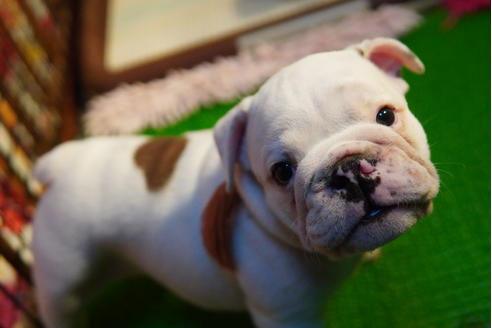 成約済の愛媛県のブルドッグ-122838の3枚目