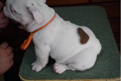 成約済の愛媛県のブルドッグ-122838の4枚目