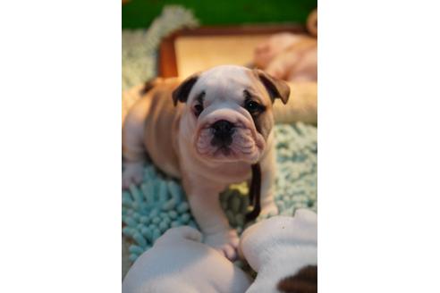 成約済の愛媛県のブルドッグ-122840の4枚目