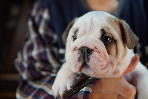 成約済の愛媛県のブルドッグ-122840の1枚目