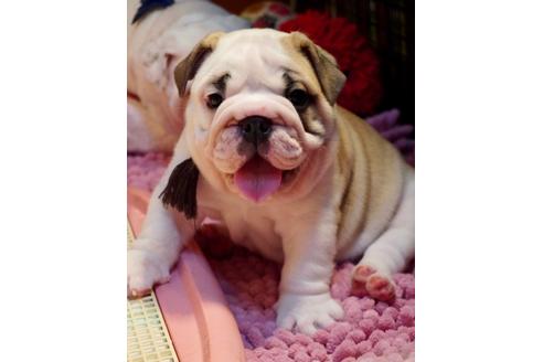 成約済の愛媛県のブルドッグ-122840の3枚目