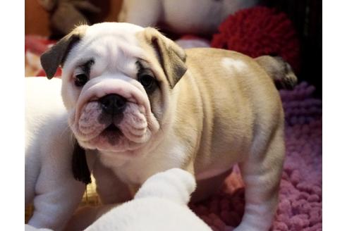 成約済の愛媛県のブルドッグ-122840の2枚目