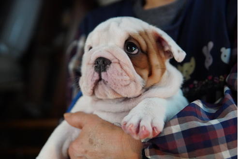 成約済の愛媛県のブルドッグ-122842の5枚目