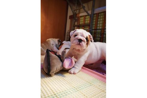 成約済の愛媛県のブルドッグ-122842の4枚目