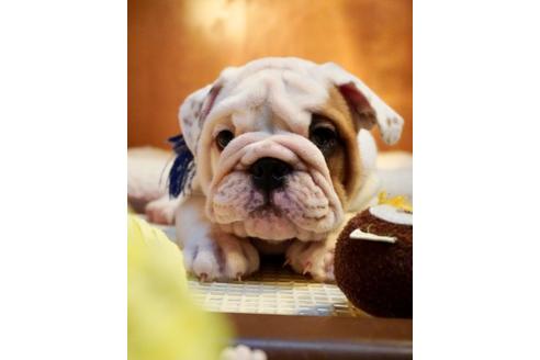 成約済の愛媛県のブルドッグ-122842の3枚目