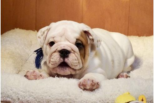 成約済の愛媛県のブルドッグ-122842の1枚目